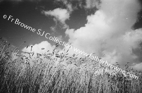 HARVESTING AT ST MARY'S  WHEAT & CLOUDS EMO COURT